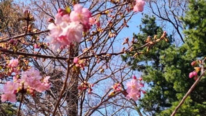 初桜 コロナ感染防止