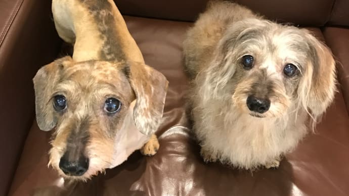 秘密結社老犬倶楽部