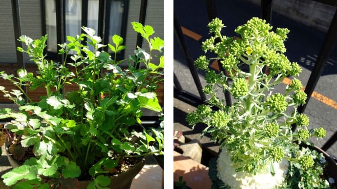 植物だって、いつまでも同じステータスに留まっているわけじゃないんだよ!