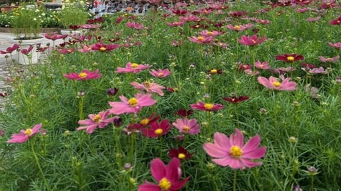 ふなばしアンデルセン公園 コスモスまつり