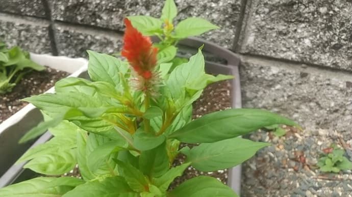 ケイトウの花成長中