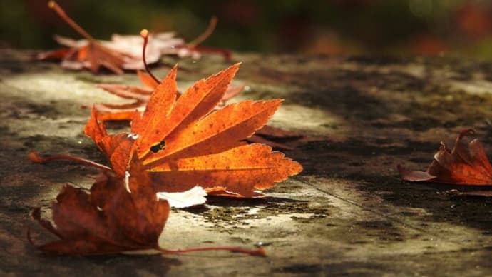 町全体が秋色に…🍁