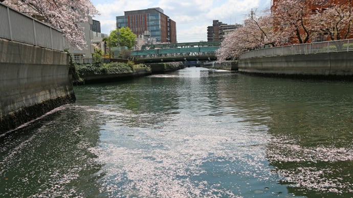 東京 大横川さくらクルーズ 12