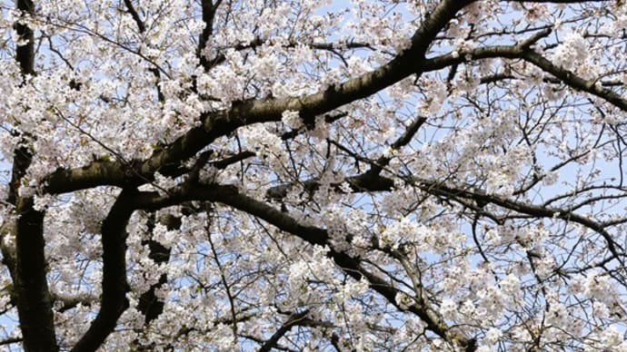 #9331 '25 染井吉野🌸