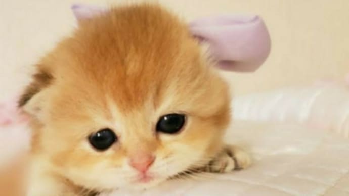 おはようございます❗🐈