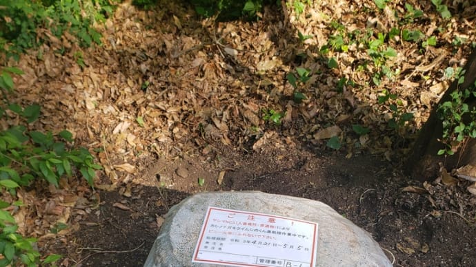 森、林、木、草、花、などの癒しを求めて