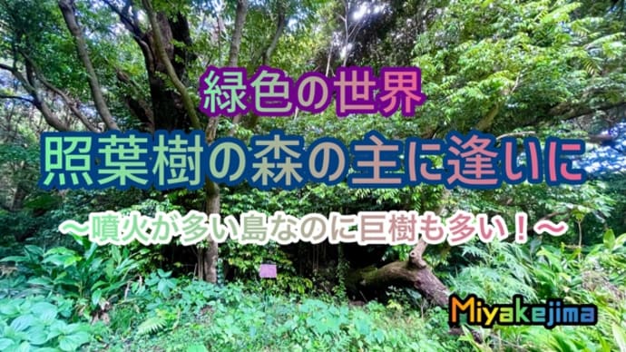 緑の世界✨噴火が多いのに、巨樹も多い島❗️