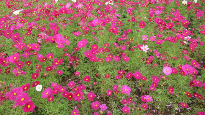この時期（秋の風物詩）コスモスやキバナコスモスが開花して賑わっています！