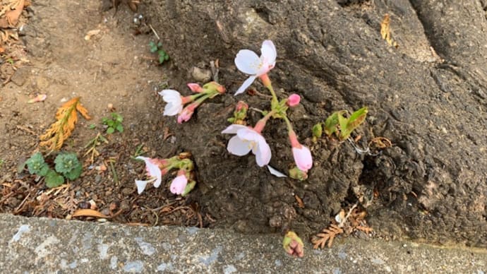 オサンポ walk - 植物plant: 根元のさくら at around the bottom of a Sakura tree