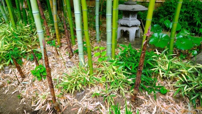 竹林とユキノシタ(板橋区赤塚植物園 2025.5.24撮影)