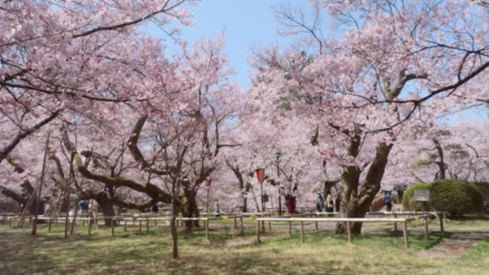 3月中に信州でお花見ができるなんて、なんかおかしい。