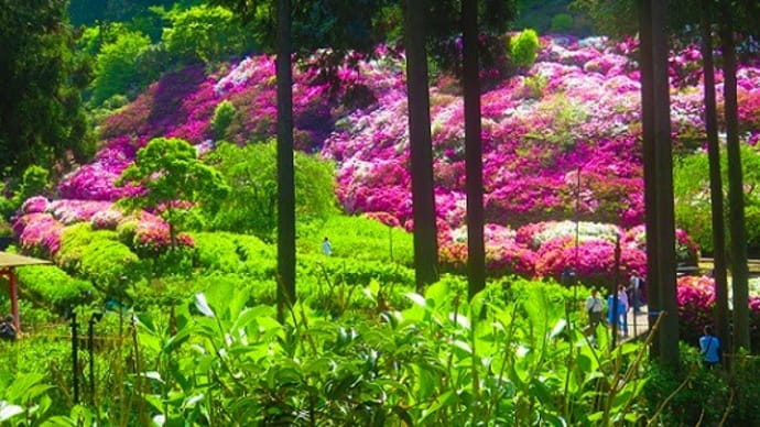 【#写ん歩クラブ】5月の4枚