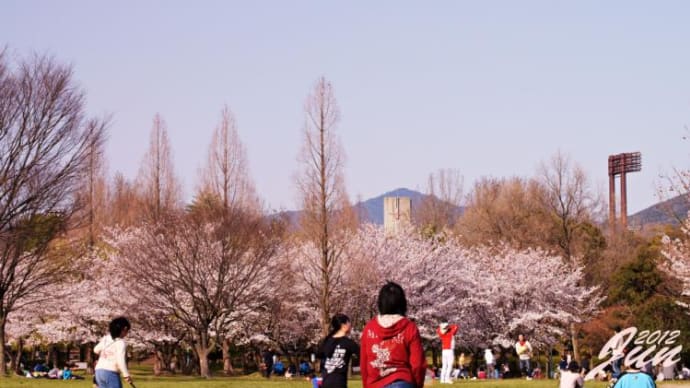 春が来た／桜（５）