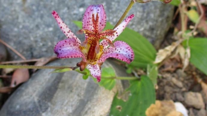 眉刷毛万年青(マユハケオモト)やホトトギスの花が咲き始めた