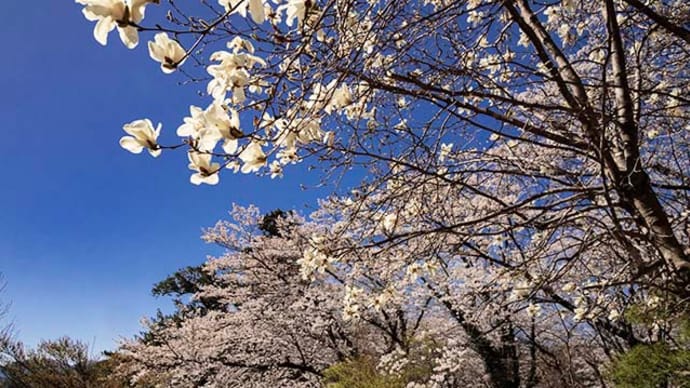 白州町花水の清泰寺さくら満開でした