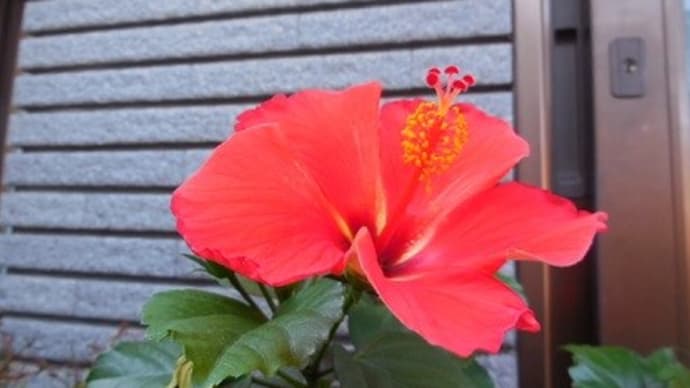 26、姥芙蓉 ①