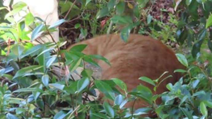 遊びに来ていいから