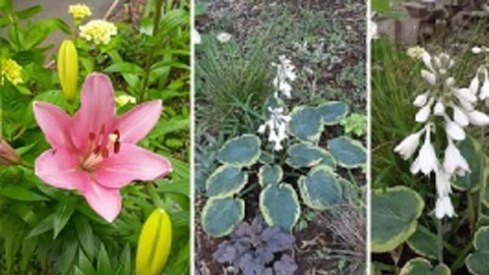 ギボウシの花が咲きスカシユリも咲き始めたとですぅ~(^◇^)