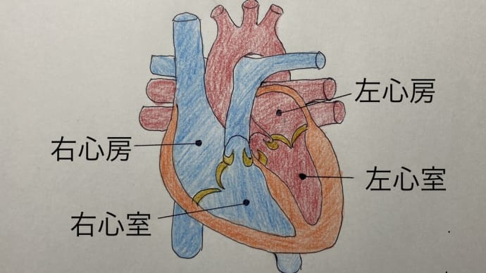 五行説(夏は心臓)