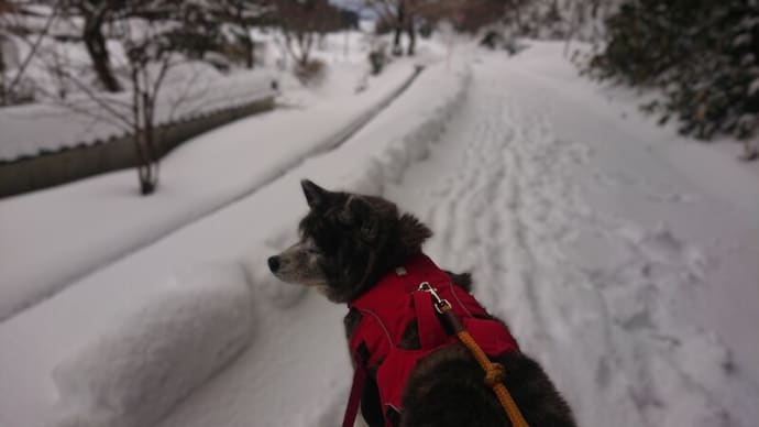 秋田旅を終えて神戸に戻りま~す🚙