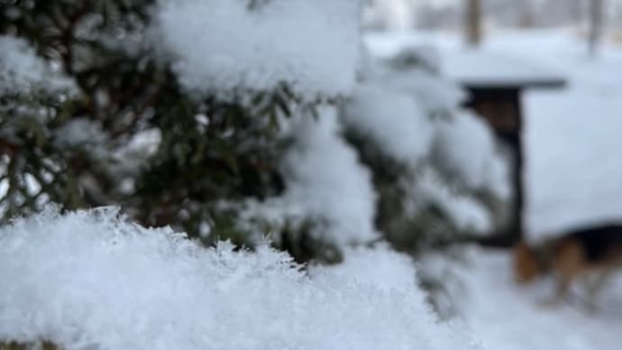 雪いろいろ