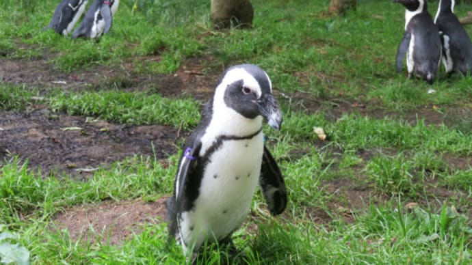 そうだ!那須どうぶつ王国に行こう!(その11)ペンギンですが?