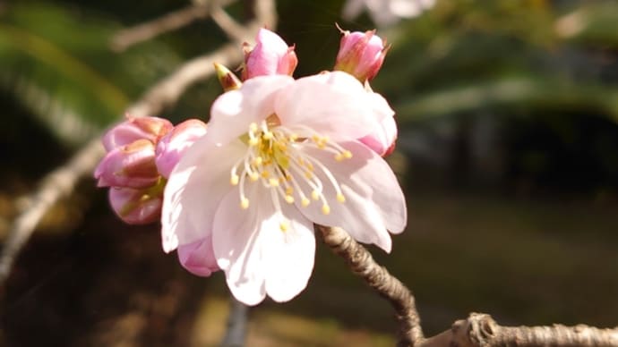 桜の話②～明正寺桜～