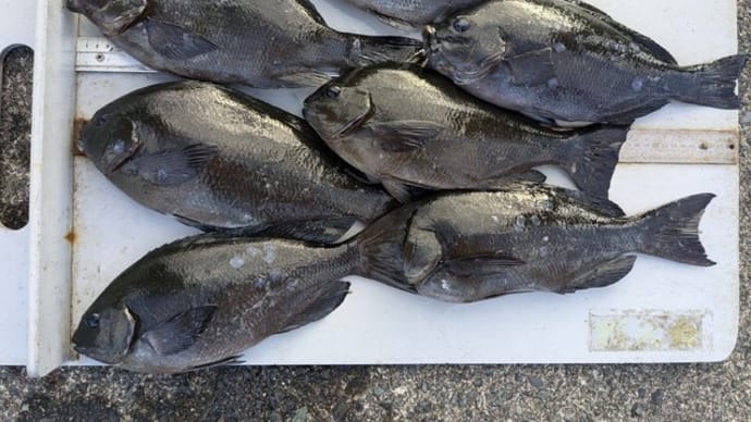 南伊豆 下流 今日の釣果