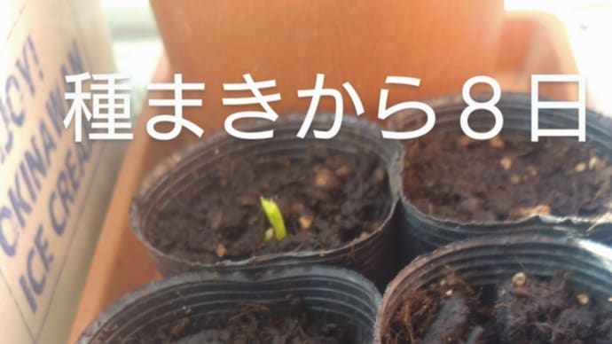 スナックえんどうの種まき'24