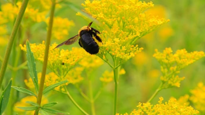 黄金のお花畑で。。。