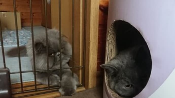 遊びたい猫と寝たい猫