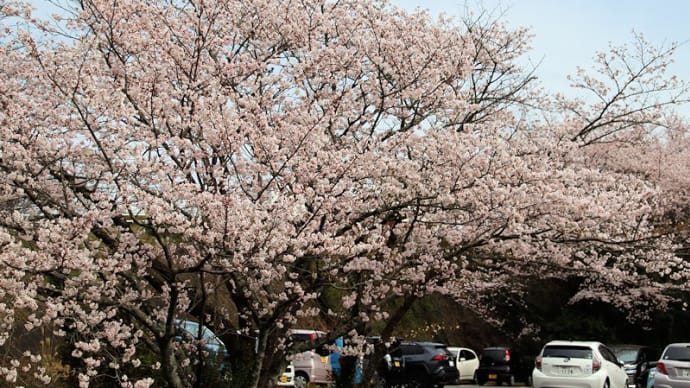 甘木公園の桜