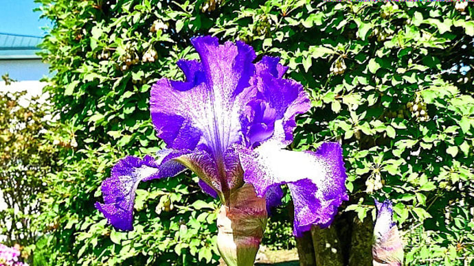 我が猫額庭園の一隅で、ジャーマンアイリス（青紫に白暈し）が開花しました