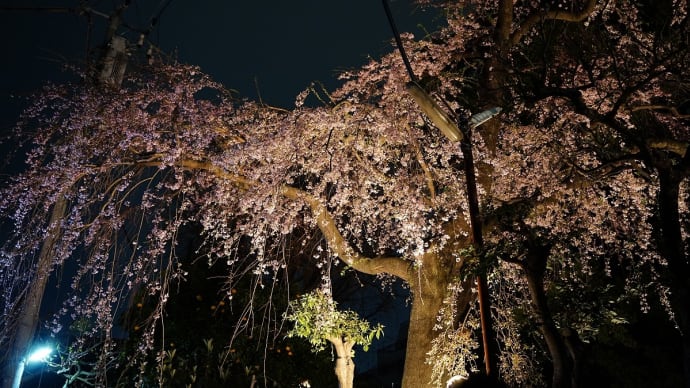 祐天寺の枝垂桜