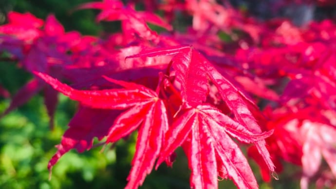 いつも赤い紅葉の木