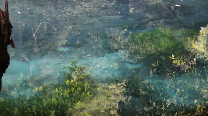 鳥海山の近く、「丸池様」ってどのくらい透明な池なんですか?
