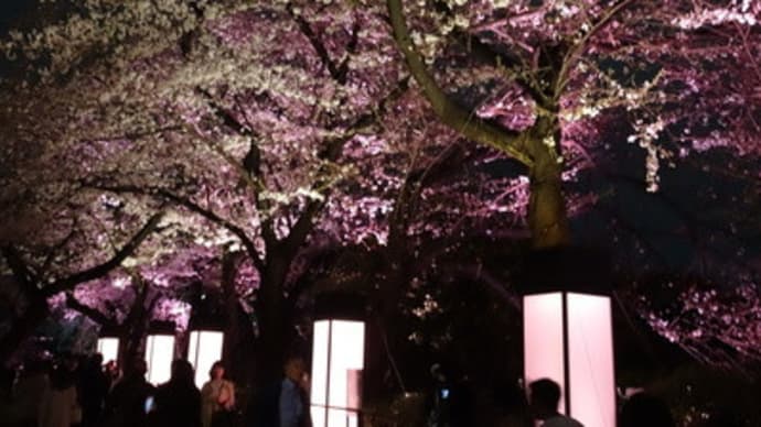 千鳥ヶ淵公園の夜桜(2019年春)