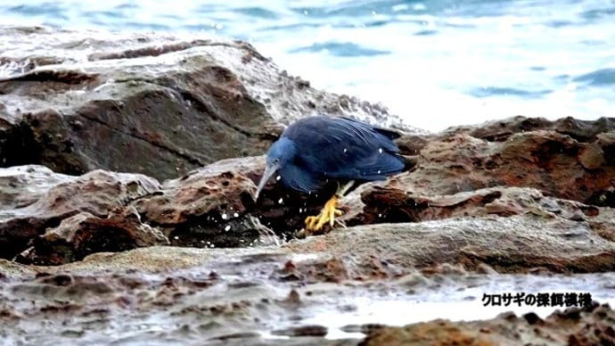 12/23探鳥記録写真:狩尾岬の鳥たち(クロサギの採餌模様、ウミウの群れ、)