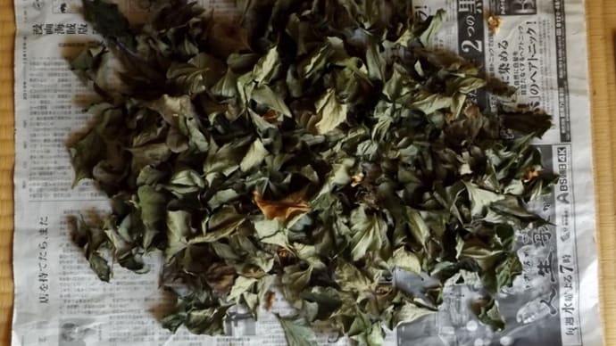 ドクダミ茶