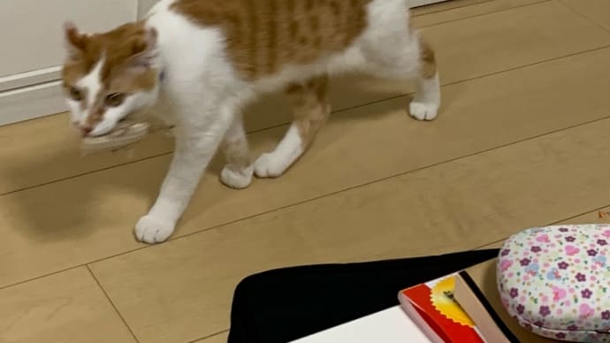 昨日のお話