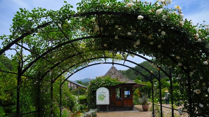 熊山英国庭園 バラ