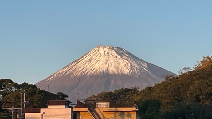 ドングリ芋虫と観葉植物にカイガラムシ