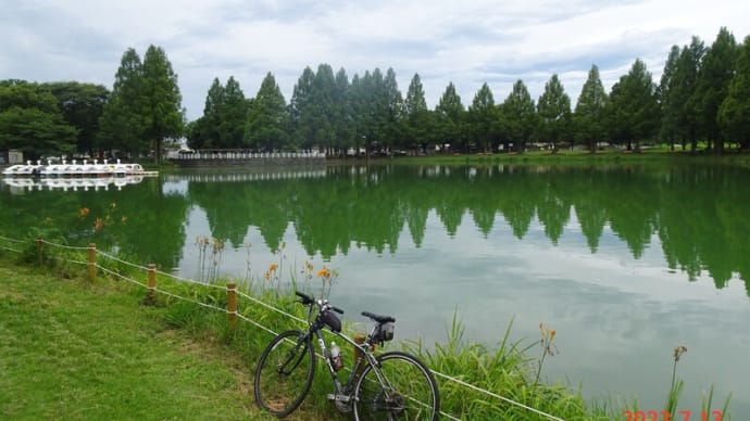伊佐沼の「蓮」は消えた(23.7.13)
