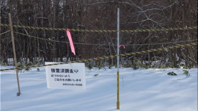 森の積雪。