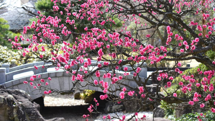 紅梅のある庭園、春の一頁。