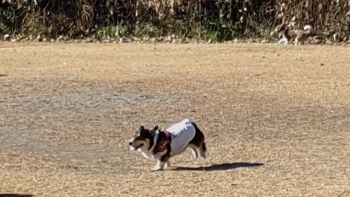 森林公園。