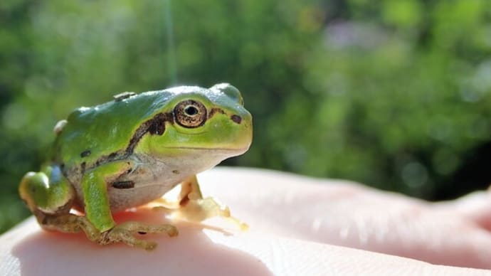 ニホンアマガエル
