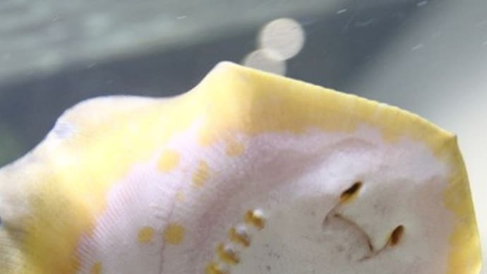 魚の裏面 万博ミニネタ