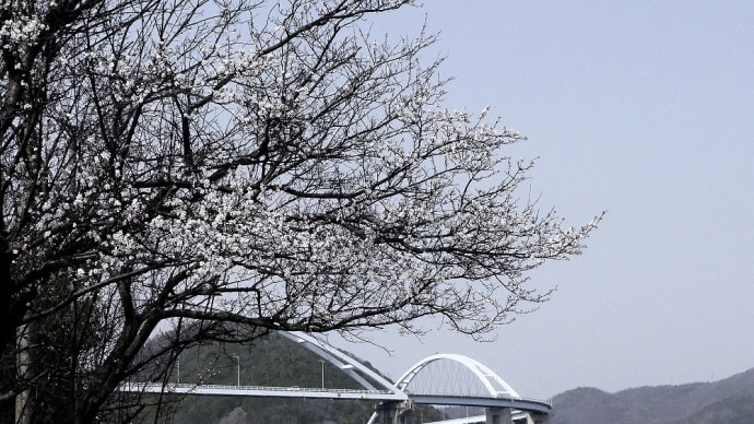 サクラと大橋