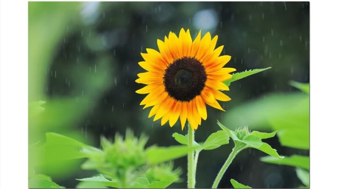 ひまわり しとしと雨